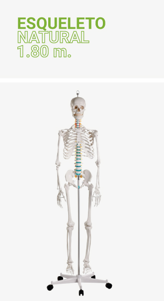 Esqueleto natural 1.80m