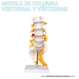 Vértebra lumbar con sacro y cóxis