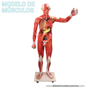 Anatomía del cuerpo humano a escala real