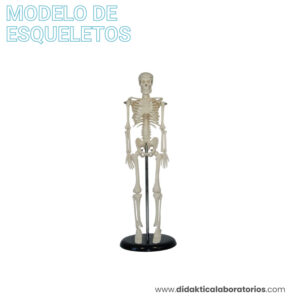 Esqueleto de 45 cm