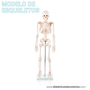 Esqueleto de 85 cm