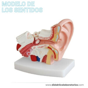 Anatomía del oído