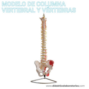 Columna vertebral con pélvis y músculos pintados