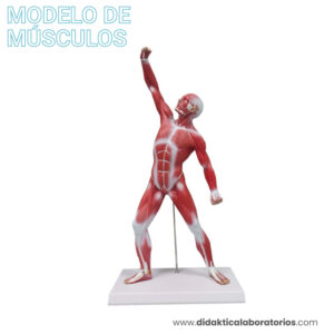 Modelo anatómico muscular 50 cm