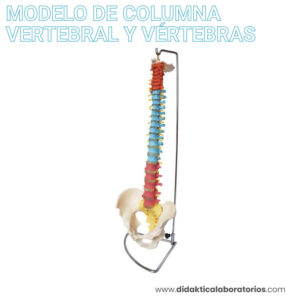 Columna vertebral con pélvis y vértebras de colores