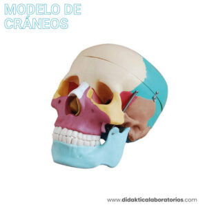 Cráneo con huesos de colores