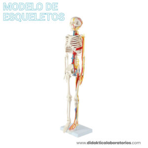 Esqueleto 85 cm con nervios, venas y arterias