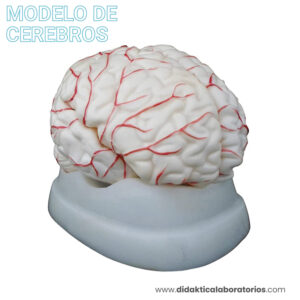 Cerebro con arterias (2)