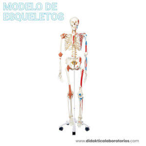 Esqueleto con músculos y ligamentos