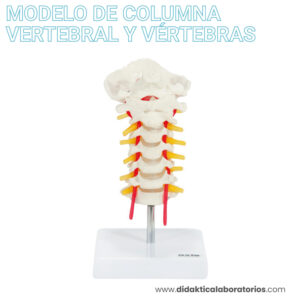 Vértebra cervical