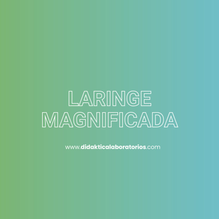 Laringe Magnificada – Didaktica Laboratorios