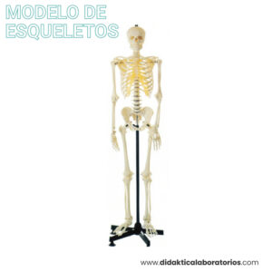 Esqueleto clásico 160 cm